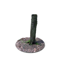 Tree Trunk PNG & PSD Images