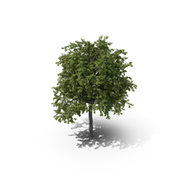 Linden Tree PNG & PSD Images
