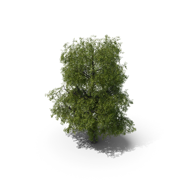 Linden Tree PNG & PSD Images