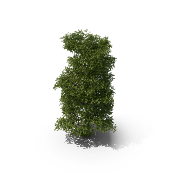 Linden Tree PNG & PSD Images