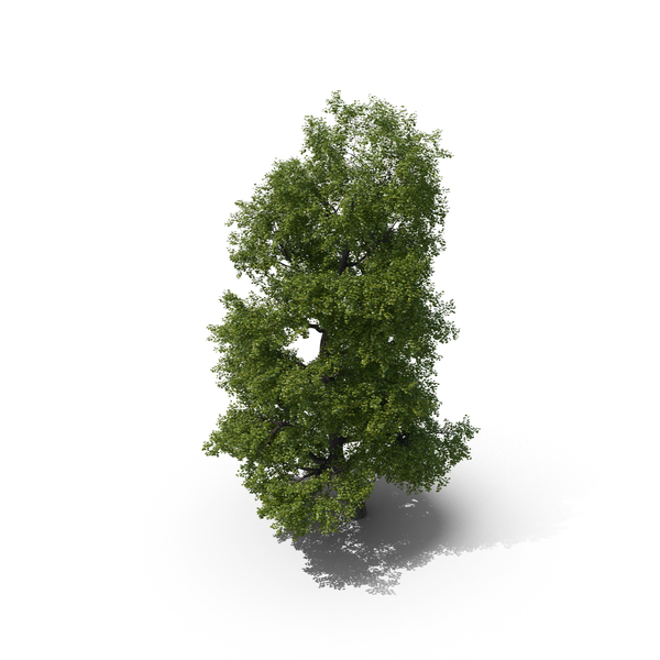 Linden Tree PNG & PSD Images