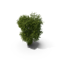 Linden Tree PNG & PSD Images