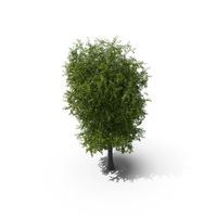 Linden Tree PNG & PSD Images