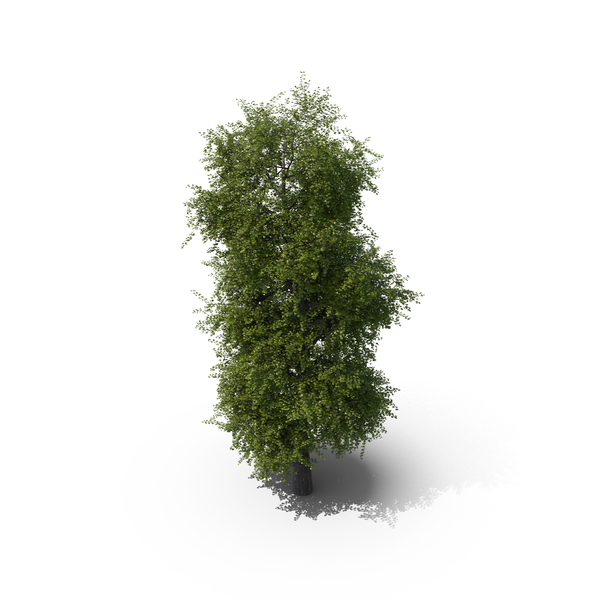 Linden Tree PNG & PSD Images