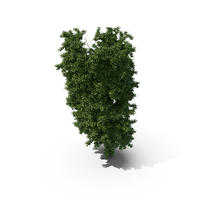 Chestnut Tree PNG & PSD Images