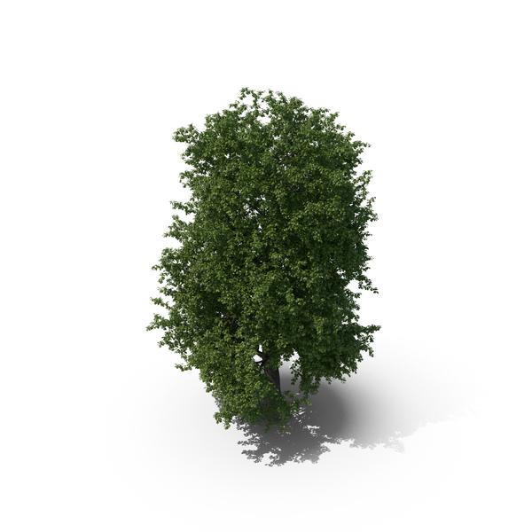Chestnut Tree PNG & PSD Images