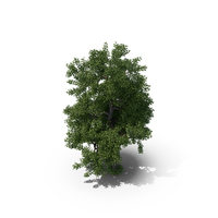 Chestnut Tree PNG & PSD Images