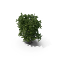 Chestnut Tree PNG & PSD Images