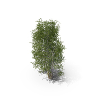 Birch Tree PNG & PSD Images