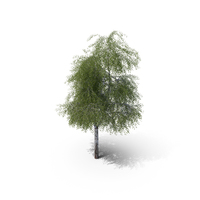 Birch Tree PNG & PSD Images
