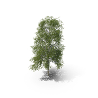 Birch Tree PNG & PSD Images