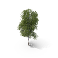Birch Tree PNG & PSD Images
