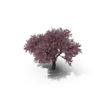 Cherry Tree PNG & PSD Images