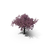 Cherry Tree PNG & PSD Images