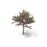 Cherry Tree PNG & PSD Images