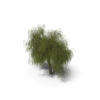 Willow Tree PNG & PSD Images