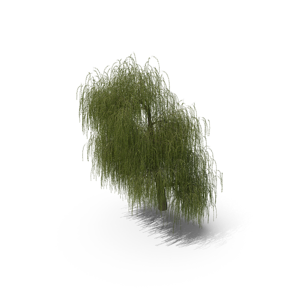 Willow Tree PNG & PSD Images