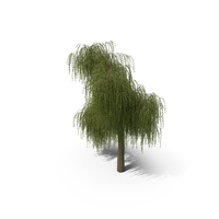 Willow Tree PNG & PSD Images