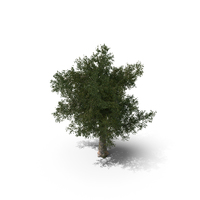 Platanus Tree PNG & PSD Images