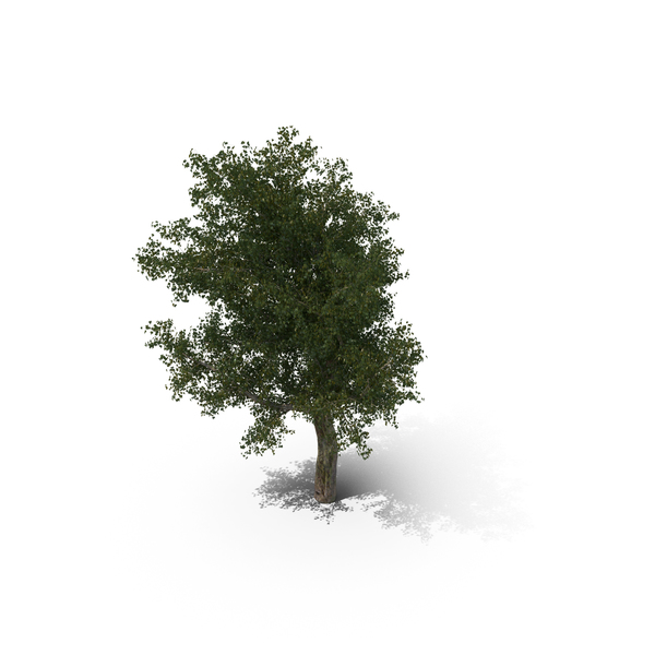 Platanus PNG & PSD Images