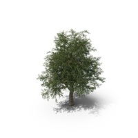 Platanus PNG & PSD Images