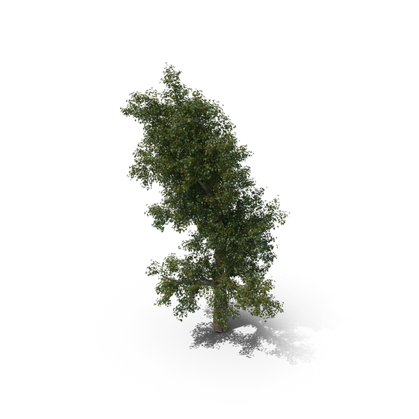 Platanus PNG & PSD Images