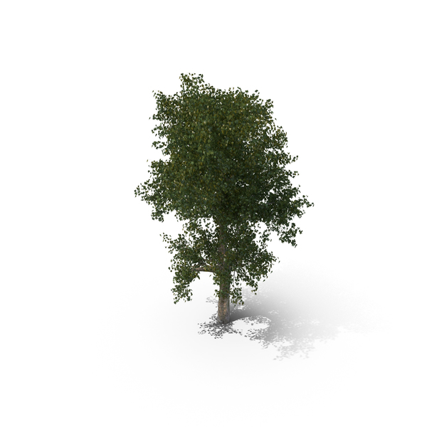 Platanus PNG & PSD Images