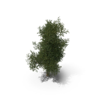 Platanus PNG & PSD Images