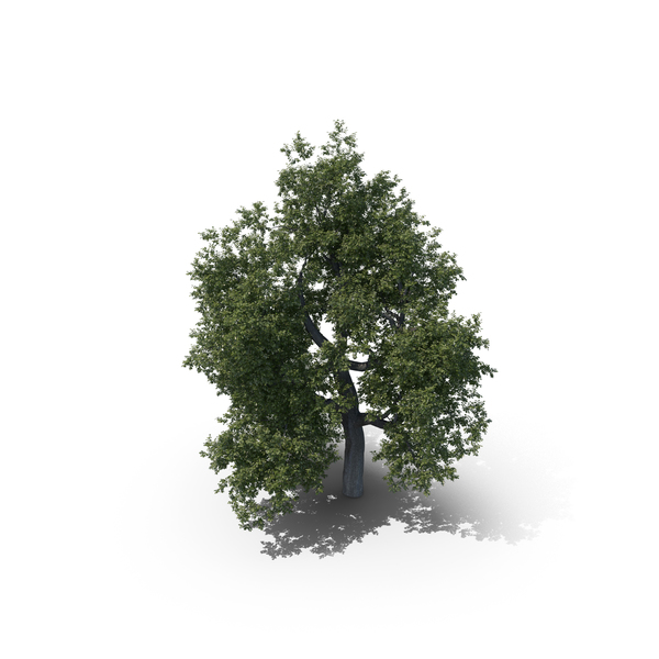 Oak Tree PNG & PSD Images