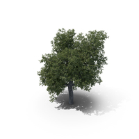 Oak PNG & PSD Images