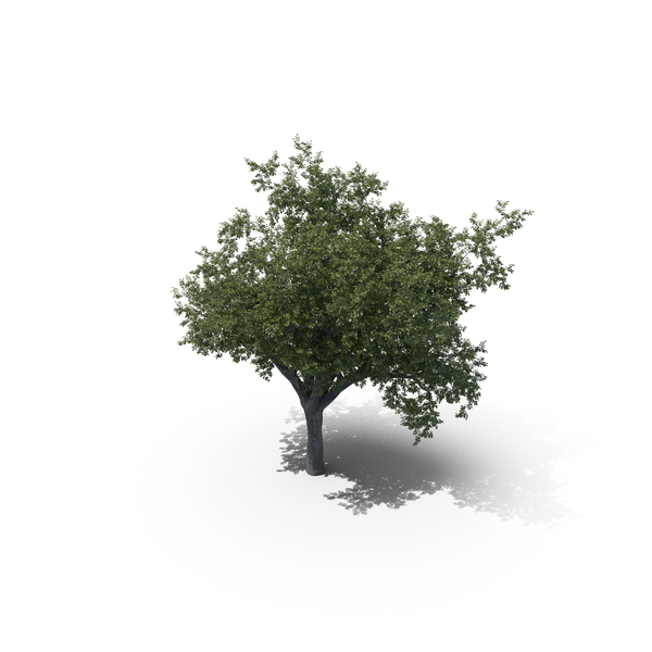 Oak Tree PNG & PSD Images