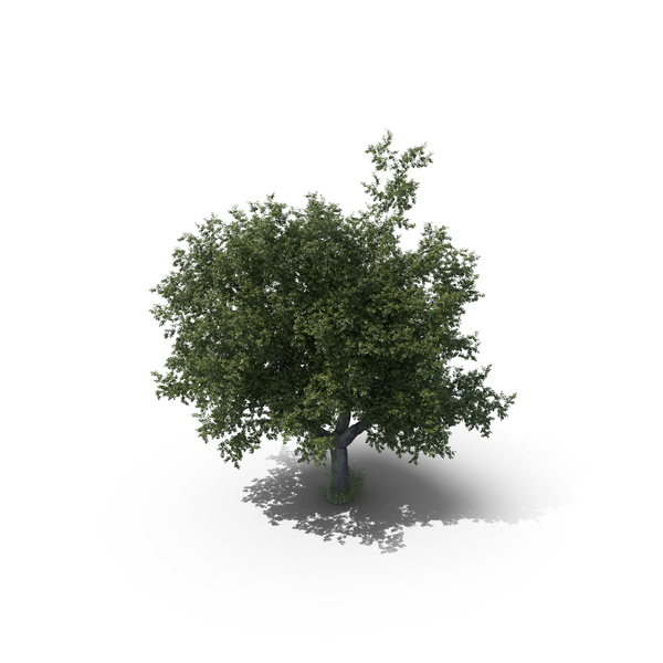 Oak Tree PNG & PSD Images