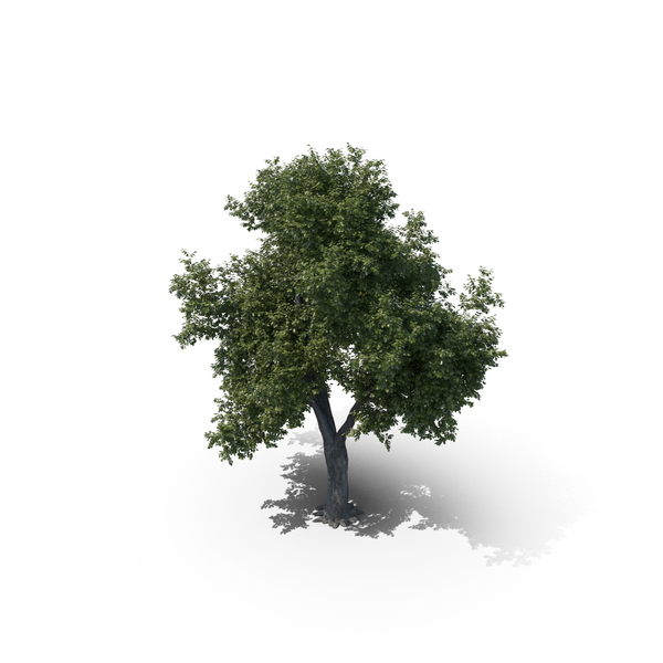 Oak Tree PNG & PSD Images