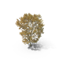 Generic Plane Tree PNG & PSD Images