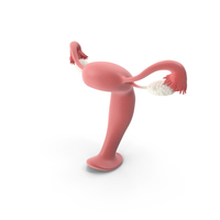 Female Reproductive System PNG & PSD Images