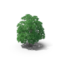 Japanese Chestnut Tree PNG & PSD Images
