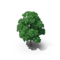 Japanese Chestnut Tree PNG & PSD Images