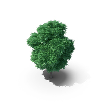 Sweet Chestnut Tree PNG & PSD Images