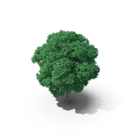 Sweet Chestnut Tree PNG & PSD Images