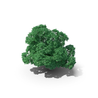 Sweet Chestnut Tree 10.6 PNG & PSD Images