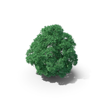 Sweet Chestnut Tree 10.8m PNG & PSD Images
