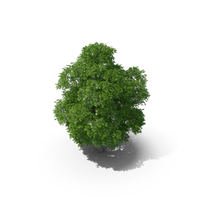 Horse Chestnut Tree 10.2m PNG & PSD Images