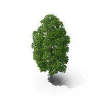 Horse Chestnut Tree PNG & PSD Images