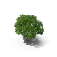 Horse Chestnut Tree PNG & PSD Images