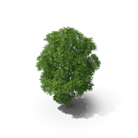 Horse Chestnut Tree 9.1m PNG & PSD Images