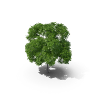 Horse Chestnut Tree PNG & PSD Images
