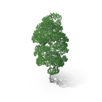 White Birch Tree PNG & PSD Images