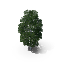 Downy Birch Tree 11.1m PNG & PSD Images