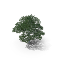 Downy Birch Tree 7.7m PNG & PSD Images