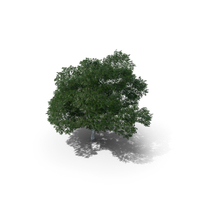 Downy Birch Tree 6.9m PNG & PSD Images